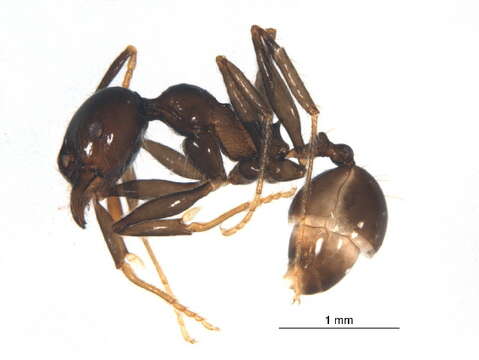 Image of <i>Pheidole mooreorum</i>