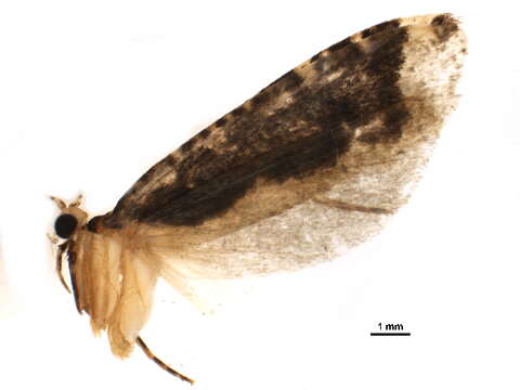 Image of Scardiinae