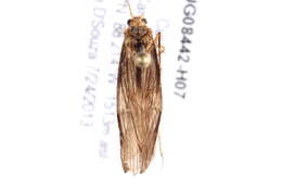 Image of Hydrobiosidae