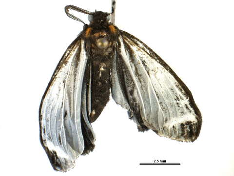 Image of Chrysoglossa