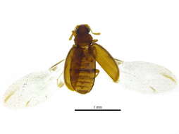 Image of Corticariinae