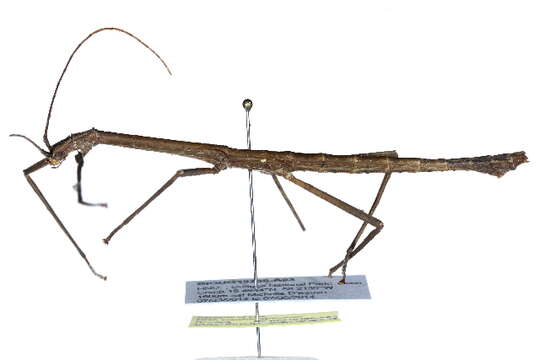 Image of striped walkingsticks