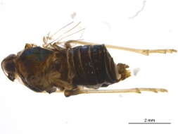 Image of kinnarid planthoppers