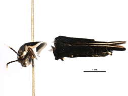 Image de Ripipterygidae