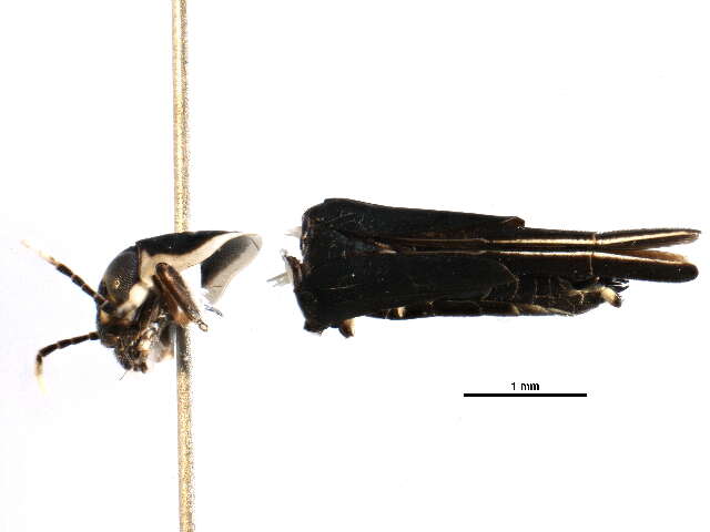 Image de Ripipterygidae