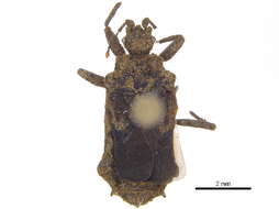 Image of Aradoidea