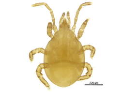 Image of Diplogyniidae
