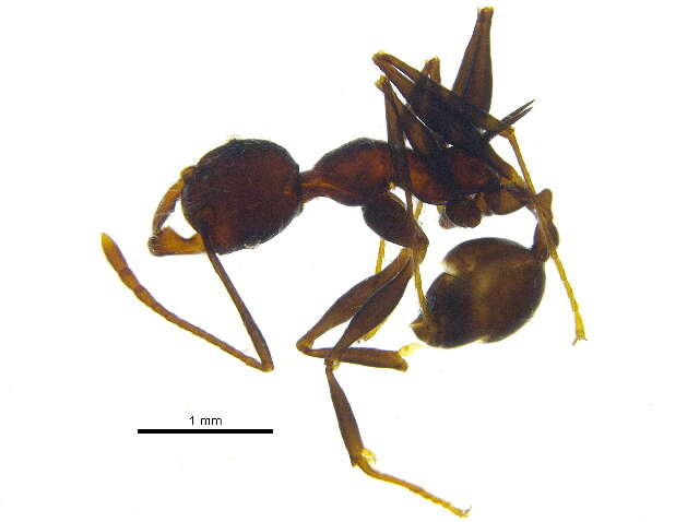 Image of Pheidole ursus Mayr 1870