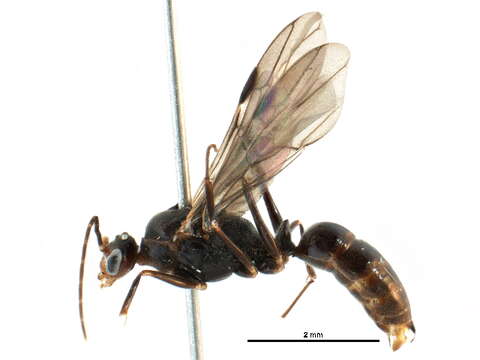 Image of Trap-jaw Ants