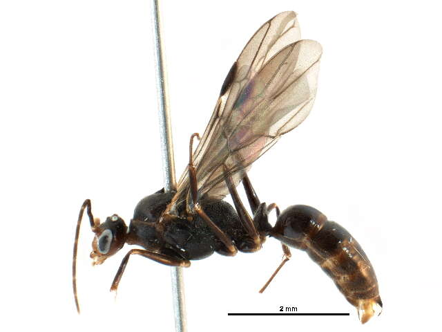 Imagem de Odontomachus