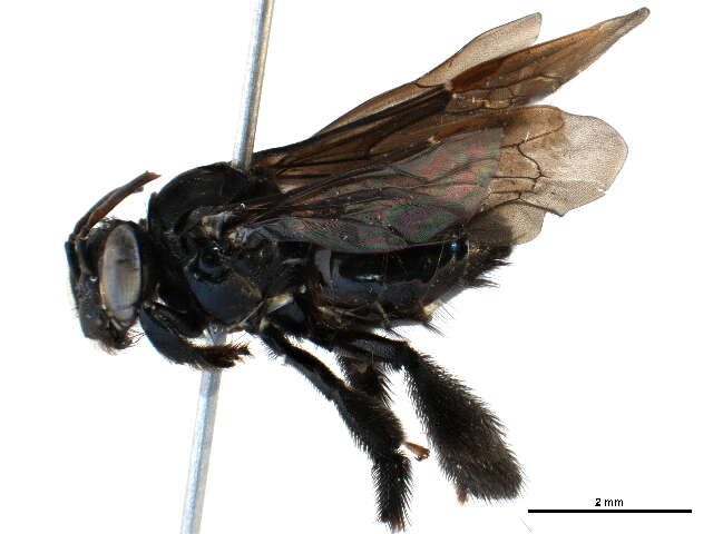 Image of Biota