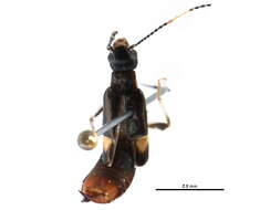 Image of Labiduroidea