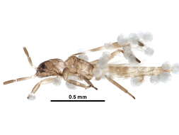 Image of predatory thrips