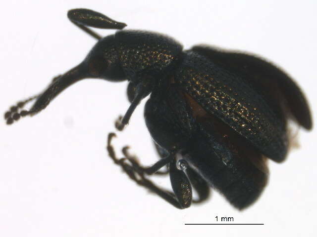 Image of leaf rolling weevils