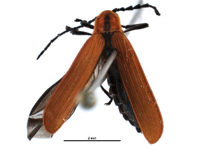 Image of Lycinae
