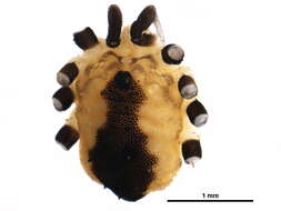 Image of Phalangiidae