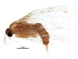 Image of Blastobasinae