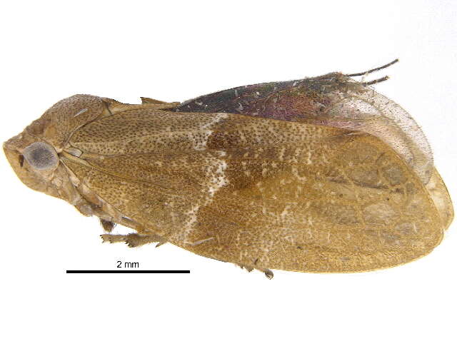 Image of Epipygidae