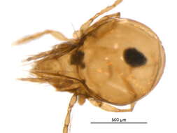 Image of Peloppiidae Balogh 1943