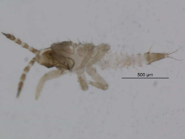 صورة Pseudophilothrips perseae (Watson 1924)