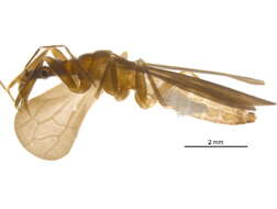 Image of Enicocephalomorpha