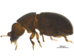 Image of minute tree-fungus beetles