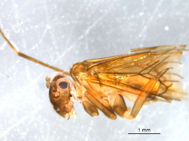 Mesopsocidae resmi