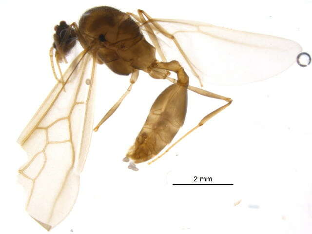 Image of Pheidole deceptrix Forel 1899