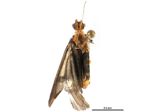 Image of Calamoceratidae