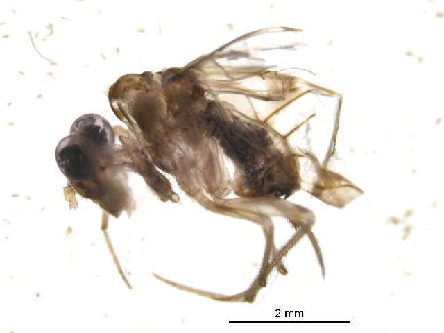 Image of Ptiloneuridae