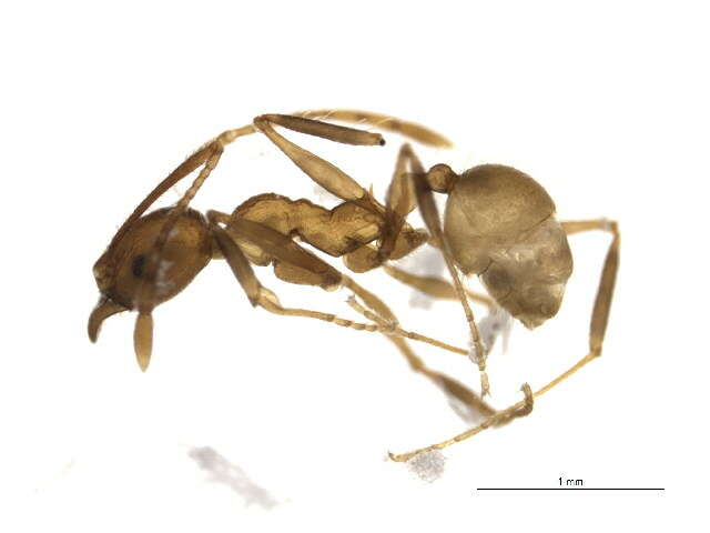 Imagem de <i>Pheidole acamata</i>