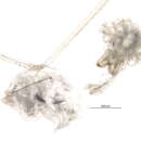 Image of midget ground weavers