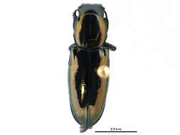 Image de Trogossitidae