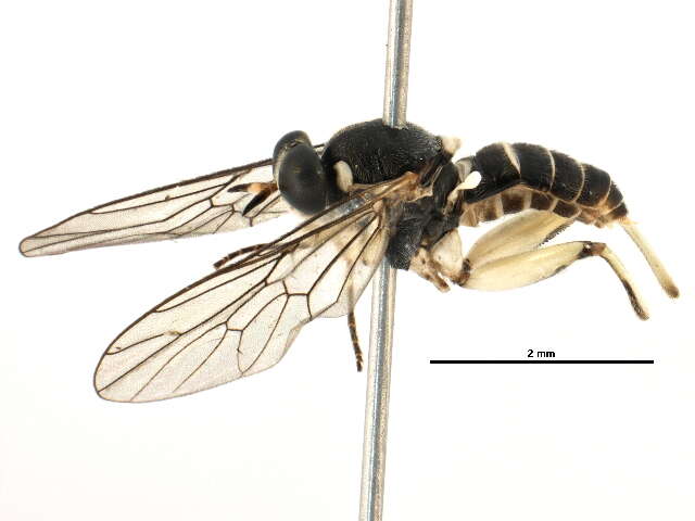 Image of xylomyid flies