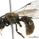 Lasioglossum exiguum (Smith 1879)的圖片