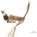 Image de Ptilocerembiidae
