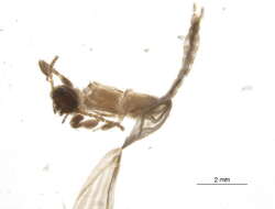 Image of Ptilocerembiidae