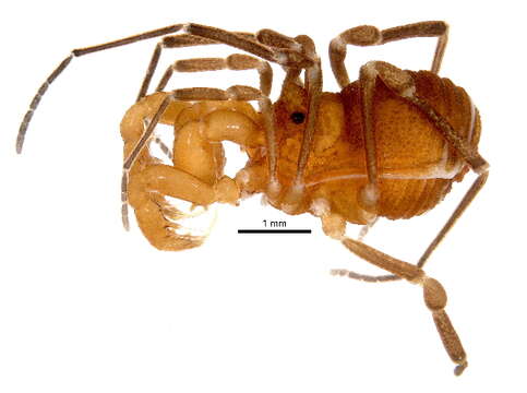 Image de Samoidae