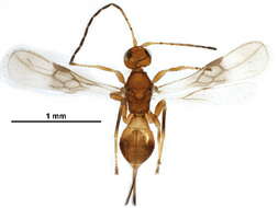 Image of Ecphylus