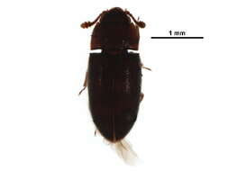 Image of false skin beetles