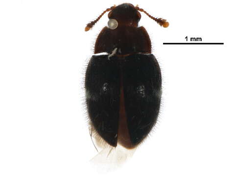 Image of false skin beetles