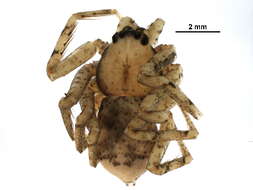 Image of wall crab spiders