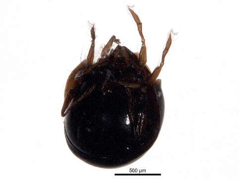 Image of Oripodoidea