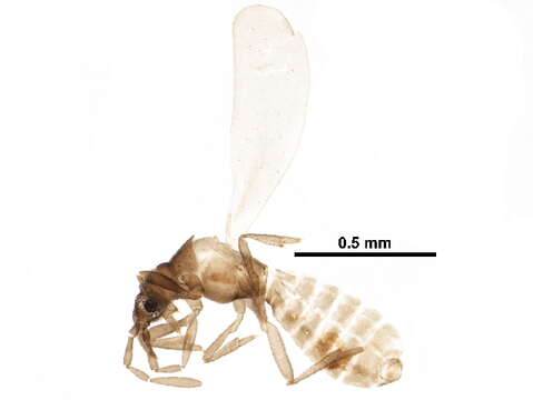 Image of Enicocephalomorpha