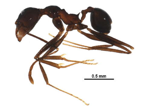 Image of <i>Pheidole indagatrix</i>