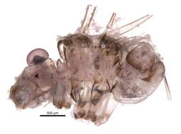 Image of Ptiloneuridae