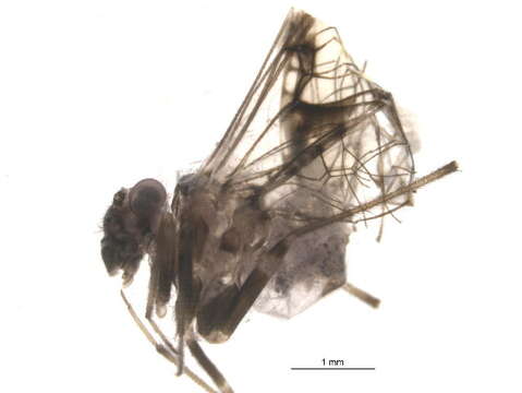 Image of Ptiloneuridae