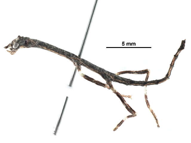 Image of walking sticks