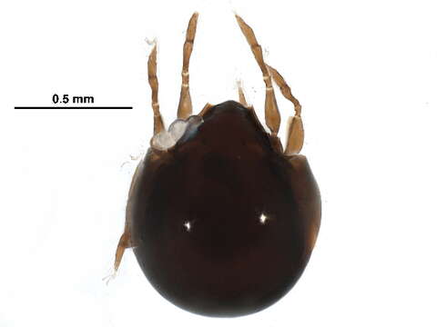 Plancia ëd Mochlozetidae Grandjean 1960