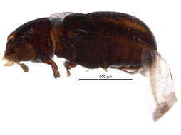 Image of minute tree-fungus beetles